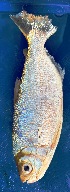  ( - FMNH152988)  @11 [ ] Unspecified (default): All Rights Reserved  Unspecified Unspecified