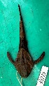  ( - FMNH153019)  @11 [ ] Unspecified (default): All Rights Reserved  Unspecified Unspecified