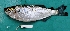  ( - FMNH153040)  @11 [ ] Unspecified (default): All Rights Reserved  Unspecified Unspecified
