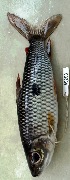  (Leporinus agassizii - FMNH153069.1)  @11 [ ] Unspecified (default): All Rights Reserved  Unspecified Unspecified
