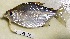  (Moenkhausia megalops - FMNH153065)  @11 [ ] Unspecified (default): All Rights Reserved  Unspecified Unspecified