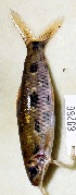  ( - FMNH153070.2)  @11 [ ] Unspecified (default): All Rights Reserved  Unspecified Unspecified