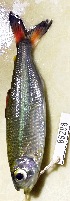  ( - FMNH153058)  @11 [ ] Unspecified (default): All Rights Reserved  Unspecified Unspecified