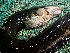  (Electrophorus - FMNH153336)  @11 [ ] Unspecified (default): All Rights Reserved  Unspecified Unspecified