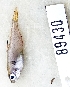  (Hyphessobrycon minor - FMNH153121.1)  @11 [ ] Unspecified (default): All Rights Reserved  Unspecified Unspecified