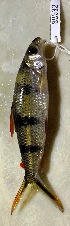 (Hemiodus quadrimaculatus - FMNH153200.1)  @11 [ ] Unspecified (default): All Rights Reserved  Unspecified Unspecified
