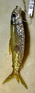  ( - FMNH153236)  @11 [ ] Unspecified (default): All Rights Reserved  Unspecified Unspecified