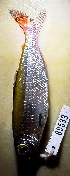  (Bryconops melanurus - FMNH153190.1)  @11 [ ] Unspecified (default): All Rights Reserved  Unspecified Unspecified