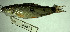  (Leporinus ortomaculatus - FMNH153244.1)  @11 [ ] Unspecified (default): All Rights Reserved  Unspecified Unspecified