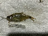  (Phenacogaster megalostictus - FMNH153227.1)  @11 [ ] Unspecified (default): All Rights Reserved  Unspecified Unspecified