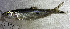  (Hemiodus - FMNH153240.2)  @11 [ ] Unspecified (default): All Rights Reserved  Unspecified Unspecified