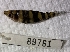  (Leporinus cf. fasciatus - FMNH153449)  @11 [ ] Unspecified (default): All Rights Reserved  Unspecified Unspecified