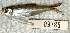  (Bryconops caudomaculatus - FMNH153284.2)  @11 [ ] Unspecified (default): All Rights Reserved  Unspecified Unspecified