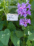  (Stachys macrantha - Ringve01)  @11 [ ] CreativeCommons - Attribution Non-Commercial Share-Alike (2012) NTNU Museum of Natural History and Archaeology NTNU Museum of Natural History and Archaeology