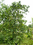 ( - Ringve15)  @11 [ ] CreativeCommons - Attribution Non-Commercial Share-Alike (2012) NTNU Museum of Natural History and Archaeology NTNU Museum of Natural History and Archaeology