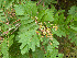  (Sorbus meinichii - Ringve20)  @11 [ ] CreativeCommons - Attribution Non-Commercial Share-Alike (2012) NTNU Museum of Natural History and Archaeology NTNU Museum of Natural History and Archaeology