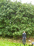  ( - Ringve20)  @11 [ ] CreativeCommons - Attribution Non-Commercial Share-Alike (2012) NTNU Museum of Natural History and Archaeology NTNU Museum of Natural History and Archaeology