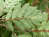  ( - Ringve20)  @11 [ ] CreativeCommons - Attribution Non-Commercial Share-Alike (2012) NTNU Museum of Natural History and Archaeology NTNU Museum of Natural History and Archaeology