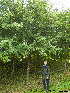  ( - Ringve21)  @11 [ ] CreativeCommons - Attribution Non-Commercial Share-Alike (2012) NTNU Museum of Natural History and Archaeology NTNU Museum of Natural History and Archaeology
