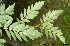  ( - Ringve21)  @11 [ ] CreativeCommons - Attribution Non-Commercial Share-Alike (2012) NTNU Museum of Natural History and Archaeology NTNU Museum of Natural History and Archaeology
