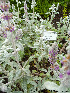  (Stachys byzantina - Ringve38)  @11 [ ] CreativeCommons - Attribution Non-Commercial Share-Alike (2012) NTNU Museum of Natural History and Archaeology NTNU Museum of Natural History and Archaeology