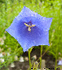  (Campanula persicifolia - Ringve70)  @11 [ ] CreativeCommons - Attribution Non-Commercial Share-Alike (2012) NTNU Museum of Natural History and Archaeology NTNU Museum of Natural History and Archaeology