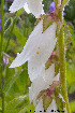  (Campanula alliariifolia - Ringve77)  @11 [ ] CreativeCommons - Attribution Non-Commercial Share-Alike (2012) NTNU Museum of Natural History and Archaeology NTNU Museum of Natural History and Archaeology