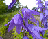  (Campanula bononiensis - Ringve79)  @11 [ ] CreativeCommons - Attribution Non-Commercial Share-Alike (2012) NTNU Museum of Natural History and Archaeology NTNU Museum of Natural History and Archaeology