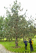  ( - Ringve86)  @11 [ ] CreativeCommons - Attribution Non-Commercial Share-Alike (2012) NTNU Museum of Natural History and Archaeology NTNU Museum of Natural History and Archaeology