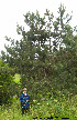  (Pinus resinosa - Ringve88)  @13 [ ] CreativeCommons - Attribution Non-Commercial Share-Alike (2012) NTNU Museum of Natural History and Archaeology NTNU Museum of Natural History and Archaeology