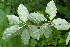  ( - Ringve90)  @11 [ ] CreativeCommons - Attribution Non-Commercial Share-Alike (2012) NTNU Museum of Natural History and Archaeology NTNU Museum of Natural History and Archaeology