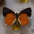  (Theope rochambellus - NPML_R1872)  @11 [ ] Copyright (2025) Nino Page Unspecified