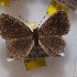  (Theope tetrastigmoides - NPML_R1883)  @11 [ ] Copyright (2025) Nino Page Unspecified