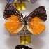  (Stalachtis euterpe - NPML_R1902)  @11 [ ] Copyright (2025) Nino Page Unspecified