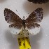  (Livendula leucocyana - NPML_R1925)  @11 [ ] Copyright (2025) Nino Page Unspecified