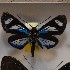  (Esthemopsis crystallina - NPML_R1934)  @11 [ ] Copyright (2025) Nino Page Unspecified