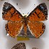 (Argyraspila zeanger - NPML_R1969)  @11 [ ] Copyright (2025) Nino Page Unspecified