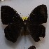  (Mesosemia steli - NPML_R2070)  @11 [ ] Copyright (2025) Nino Page Unspecified