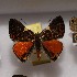  (Symmachia juratrix - NPML_R2124)  @11 [ ] Copyright (2025) Nino Page Unspecified