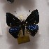  (Symmachia norina - NPML_R2144)  @11 [ ] Copyright (2025) Nino Page Unspecified