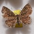  (Pseudolivendula wia - NPML_R2198)  @11 [ ] Copyright (2025) Nino Page Unspecified