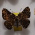  (Symmachia calliste - NPML_R2206)  @11 [ ] Copyright (2025) Nino Page Unspecified