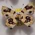  (Anteros aurigans - NPML_R2207)  @11 [ ] Copyright (2025) Nino Page Unspecified