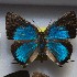  ( - NPML_lyc398)  @11 [ ] Copyright (c) (2025) Maeva Leroy Unspecified