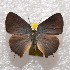  ( - NPML_lyc403)  @11 [ ] Copyright (c) (2025) Maeva Leroy Unspecified