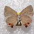  (Olynthus nr essus - NPML_lyc406)  @11 [ ] Copyright (c) (2025) Maeva Leroy Unspecified