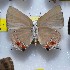  ( - NPML_lyc415)  @11 [ ] Copyright (c) (2025) Maeva Leroy Unspecified