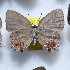  (Symbiospsis - NPML_lyc433)  @11 [ ] Copyright (c) (2025) Maeva Leroy Unspecified