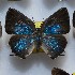  ( - NPML_lyc434)  @11 [ ] Copyright (c) (2025) Maeva Leroy Unspecified