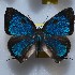  ( - NPML_lyc441)  @11 [ ] Copyright (c) (2025) Maeva Leroy Unspecified
